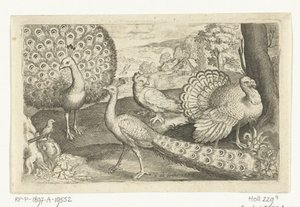 Två påfåglar och kalkon Fåglar och insekter (serietitel) av Nicolaes de Bruyn