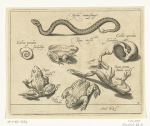 Vattenorm, grodor och paddor Libelivs diverse Genera piscium complectens (serietitel) Sötvattensfisk, havsfisk, grodor, kräftdjur och havsdjur (serietitel) av Nicolaes de Bruyn