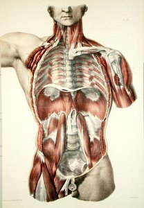 Flätad torso, tallrik från 