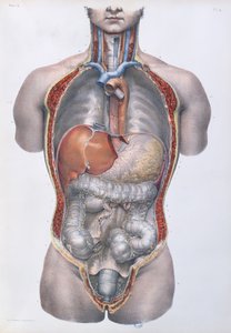 Inre organ, platta från "Traite Complet de l