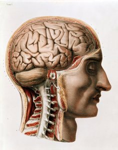 The Brain, tallrik från 