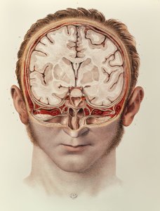 The Brain, tallrik från Complete Treatise on the Anatomy of Man av Jean-Baptiste Marc Bourgery (1797-1849) 1866-67