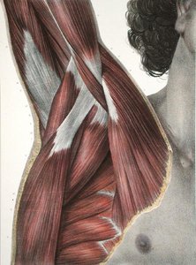 The Shoulder and Axilla, från 