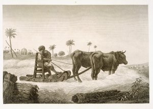 Skörd av majs, från volym II Arts and Trades i "Description of Egypt", publicerad på order av Napoleon, 1822.