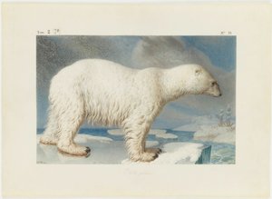 Isbjörn, 1796. av Nicolas Maréchal