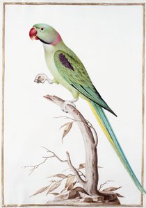 Alexandrine Parakit av Nicolas Robert