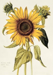 Helianthus Annuus (solros) nr 71 från "Velins du Roi Vol.36", ca 1666-85 (wc på pergament)