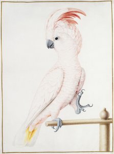 Major Mitchells kakadua av Nicolas Robert