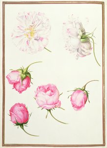 PD.109-1973.f1 Sex huvuden av gammaldags rosor (wc på veläng) av Nicolas Robert