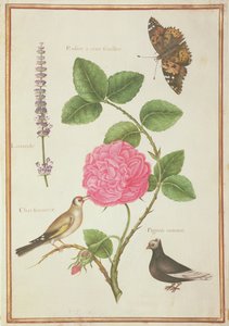 PD.109-1973.f60 Centifoliaros, lavendel, sköldpaddsfjäril, guldfink och krönduva (wc på veläng) av Nicolas Robert