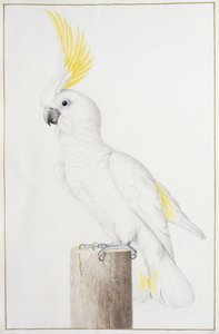 Svavelkrönad kakadua av Nicolas Robert