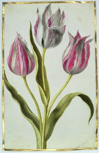 Tulpaner, ca 1675 (gouache på veläng) av Nicolas Robert