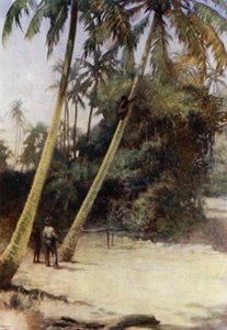Solomon Island Boy klättrar efter gröna kakaonötter, nära Gavutu, New Florida (färg litho) av Norman Hardy