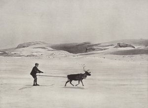 Skidkörning med renar på fjällen av Norwegian Photographer