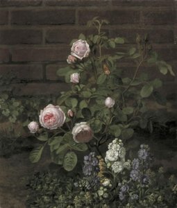 Ett mossrosträd omgivet av sommarblommor