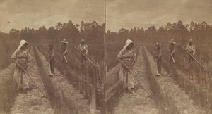 Hoeing Rice, 1876-1888. av O. Pierre Havens