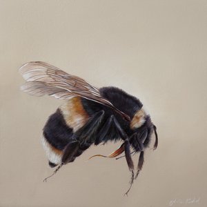 Bombus terrestis 8, 2013 (akryl på trä)