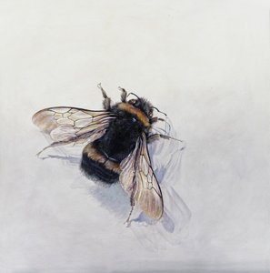 Bombus terrestris 11 (akryl på gessoat trä) av Odile Kidd