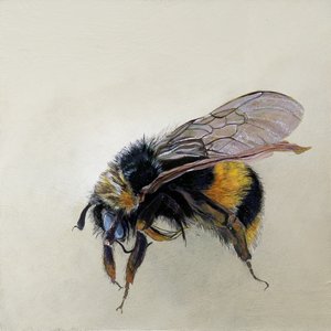 Bombus terrestris 1 (b), 2008 (akryl på trä) av Odile Kidd