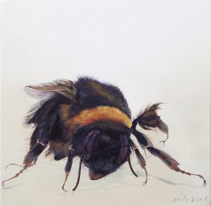 Bombus terrestris 9, 2013 (akryl på trä) av Odile Kidd