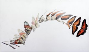 Charaxes zingha flygmönster, 2016 (akryl på gipsat trä)