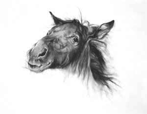 Colt, 2002 (kol på Fabriano-papper) av Odile Kidd