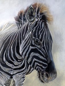 Equus burchelli 1 (detalj), 2009 (kol, conte  kritpastell på Bockingford-papper)