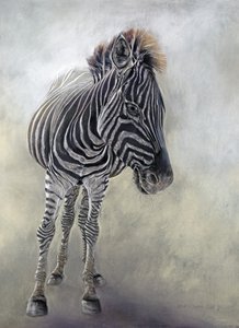 Equus burchelli 1, 2009 (kol, conte  kritpastell på Bockingford-papper) av Odile Kidd