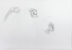 Estella rijnveld 1, 2013 (blyerts på kassettpapper)