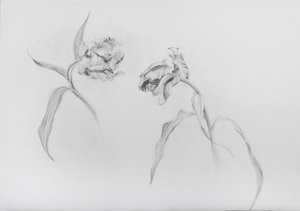 Estella rijnveld 3, 2017 (blyerts på kassettpapper) av Odile Kidd