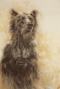 Grizzly Bear 1, 2002 (kolpenna, kol  krita) av Odile Kidd