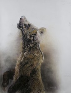 Grizzlybjörn 3, 2009 (kol, conte  kritpastell på Fabriano-papper) av Odile Kidd