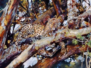 Kenyansk leopard
