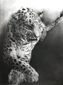 Panthera pardus 1, 2009 (kol  conte på Fabriano-papper) av Odile Kidd