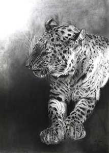 Panthera pardus 2, 2009 (kol  conte på Fabriano-papper)