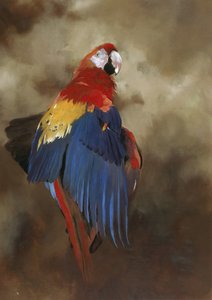 Scarlet Macaw 1, 2000 (akryl på linne)