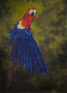 Scarlet macaw 2, 2009 (akryl på linne)