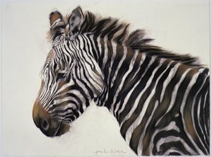 Zebra, 2002 (kol  krita)
