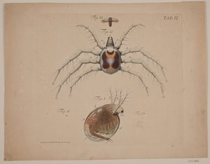 Insekter. Plåt II av zoologiskt arbete av Odvardt Helmoldt de Lode