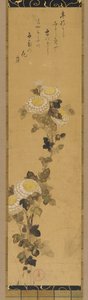 Krysantemum, 1700-1800-tal.
