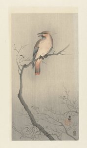 Bohemisk vaxvinge på en gren av Ohara Koson