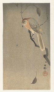 Buffalo head shrike och spindel av Ohara Koson