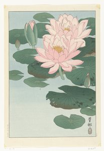 Blommande näckros av Ohara Koson
