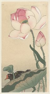 Gallinule med lotusblommor av Ohara Koson
