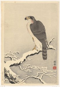 Hök på snöig gren av tall av Ohara Koson