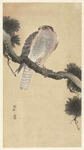 Hök på tallgren av Ohara Koson