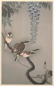 Ringsparvar vid blåregn av Ohara Koson