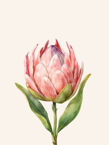 Pink Protea Bloom
