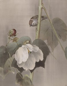 Cotton Rose Mallows in the Rain, ca. 1891-92. av Okada Baison