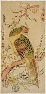 Guldfasan (Kinkeicho) av Okumura Masanobu